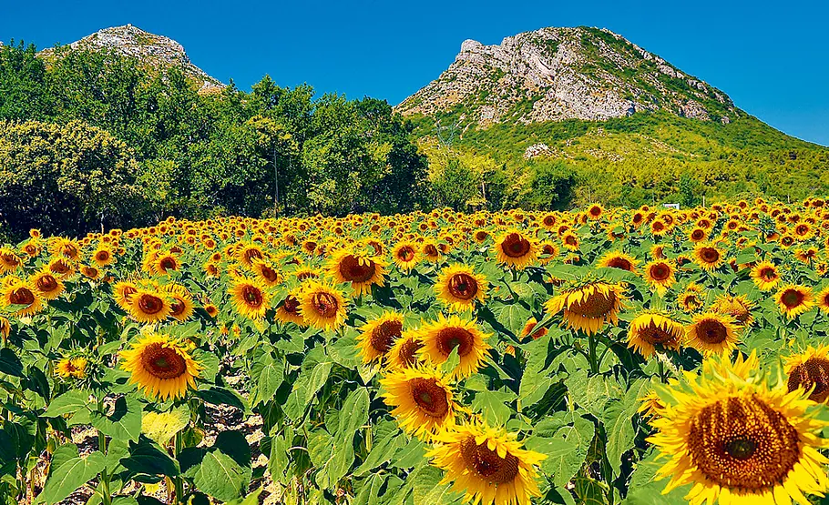 Urlaubs-Souvenir: Sonnenblume (Helianthus annuus) Blumen aus dem Urlaub