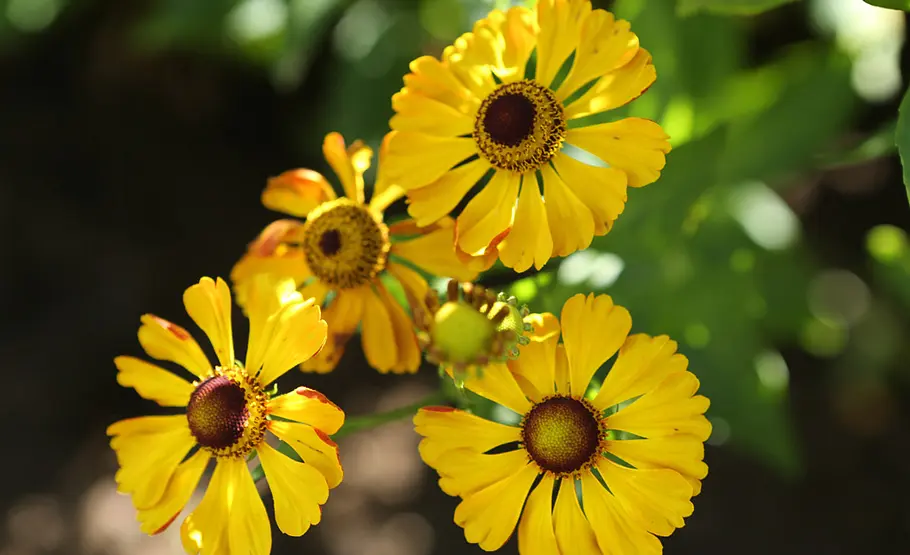 Die Dritte im Bunde Sonnenbraut
