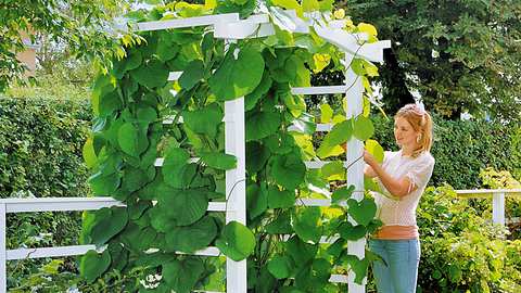 Zaun: Spalier als Gartenpforte bauen