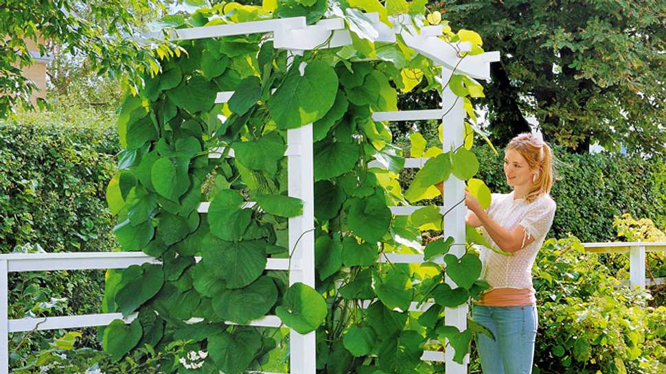 Zaun: Spalier als Gartenpforte bauen