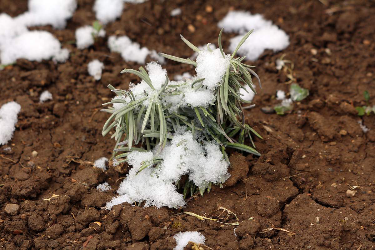 Speiklavendel (Lavandula latifolia) eine kleine, junge Lavendelpflanze mit Schnee bedeckt auf trockener Gartenerde.