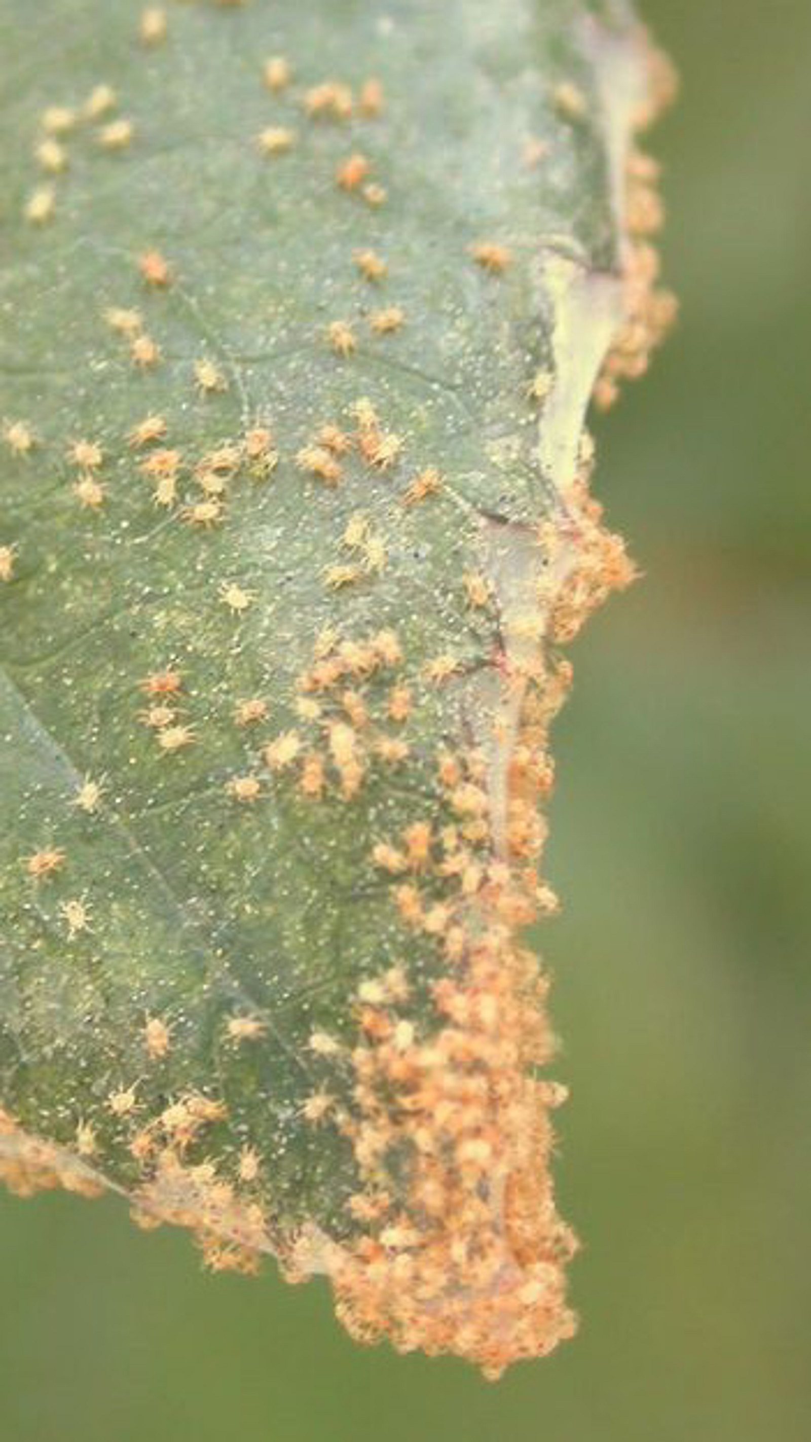 korallenkaktus zimmerpflanze Rhipsalis Cassutha - Binsenkaktus - Korallenkaktus