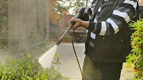 Buchsbaumzünsler: Hausmittel  | selbst.de - Foto: sidm / TH