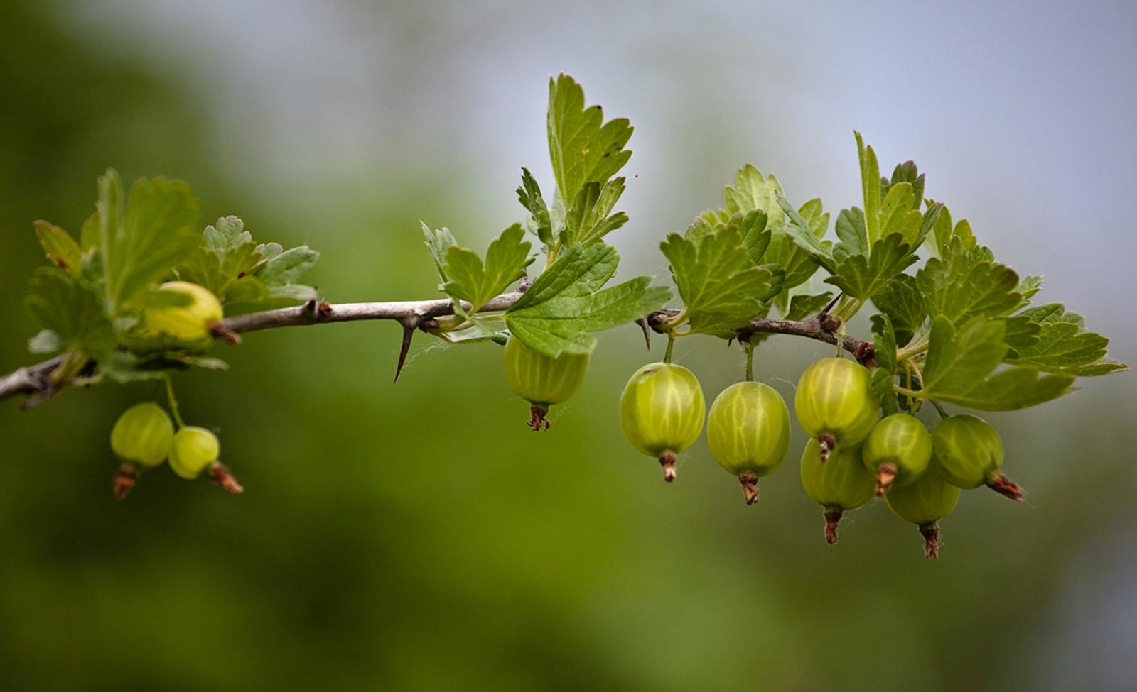 Stachelbeeren schneiden | Selbst