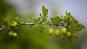 Stachelbeeren schneiden  | selbst.de