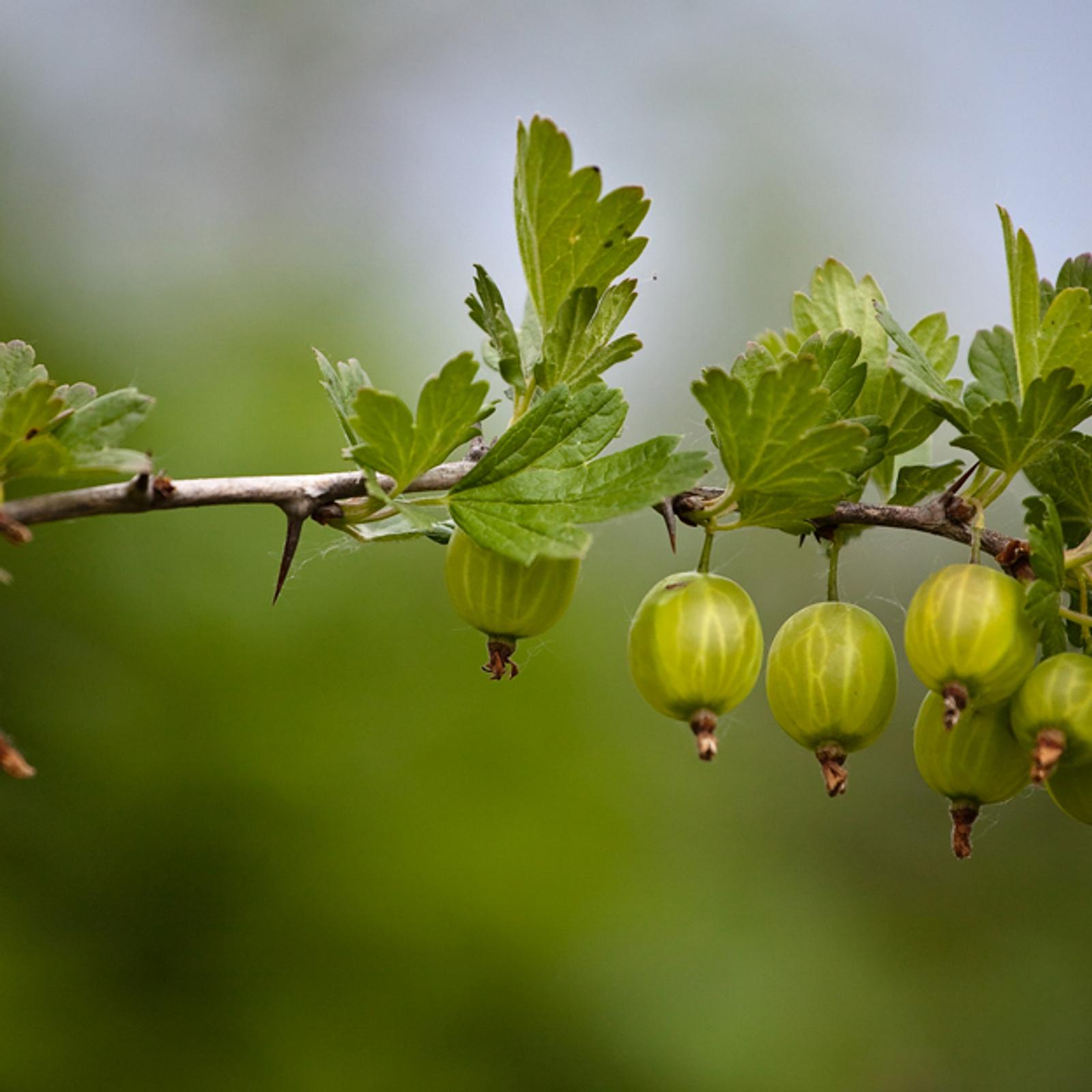 Stachelbeeren schneiden | Selbst