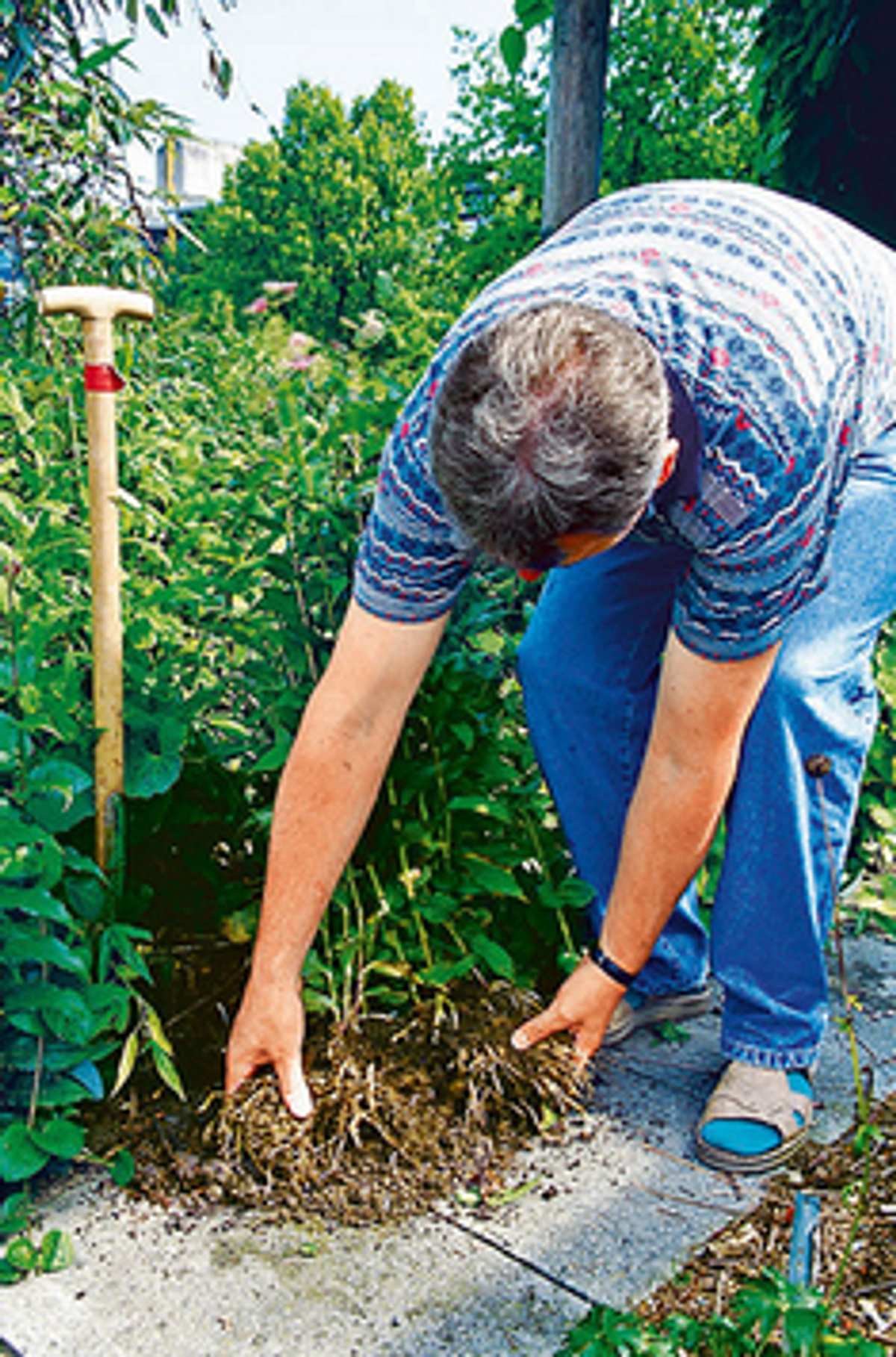 Lenzrose Ideale Pflege und bester Standort selbst.de