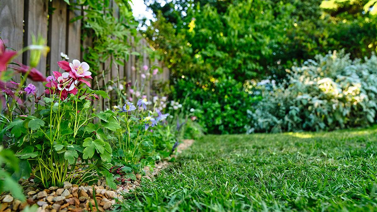 Kamera ist nah am Boden. Links im Bild ein Blühstreifen mit rosa und lila Blumen an einem Holzgartenzaun entlang. Rechts davon Rasen. Im Gintergrund Hecken udn Büsche.