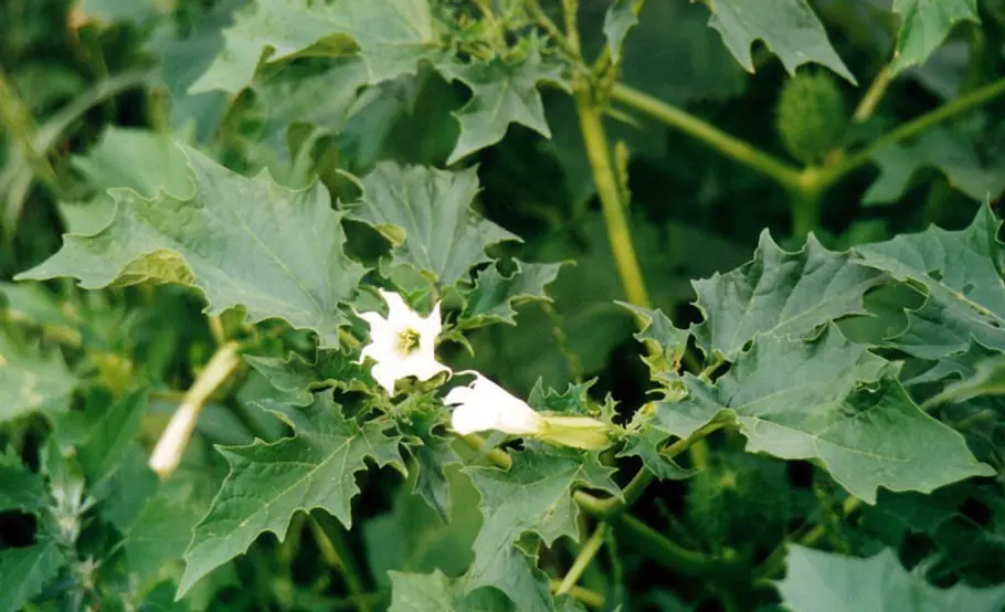 Giftpflanze: Stechapfel Blüte der Giftpflanze