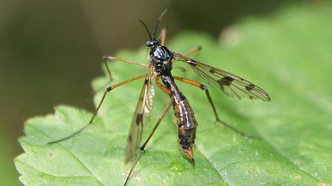 UV-Insektenfalle  | selbst.de