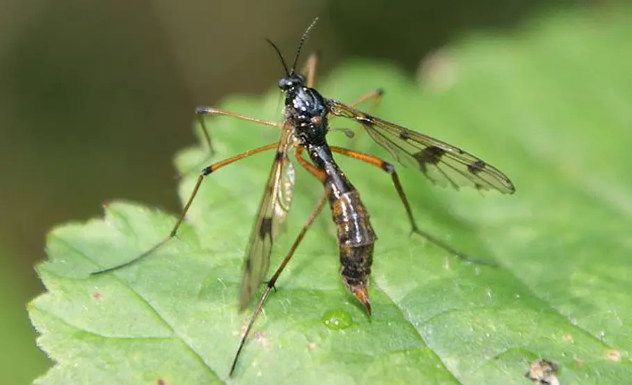 UV-Insektenfalle