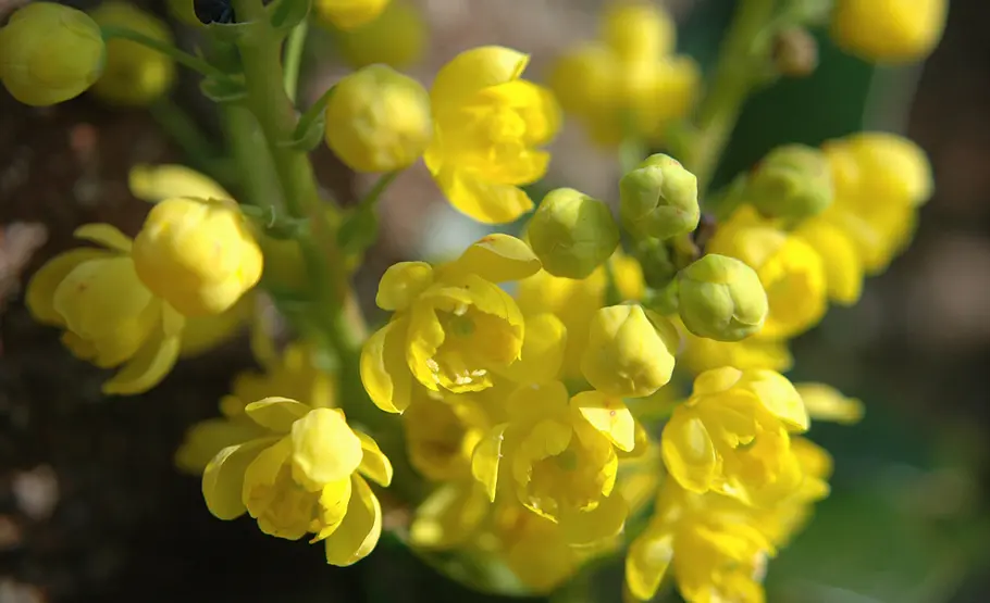 Giftpflanze: Stechpalme Blüte der Giftpflanze