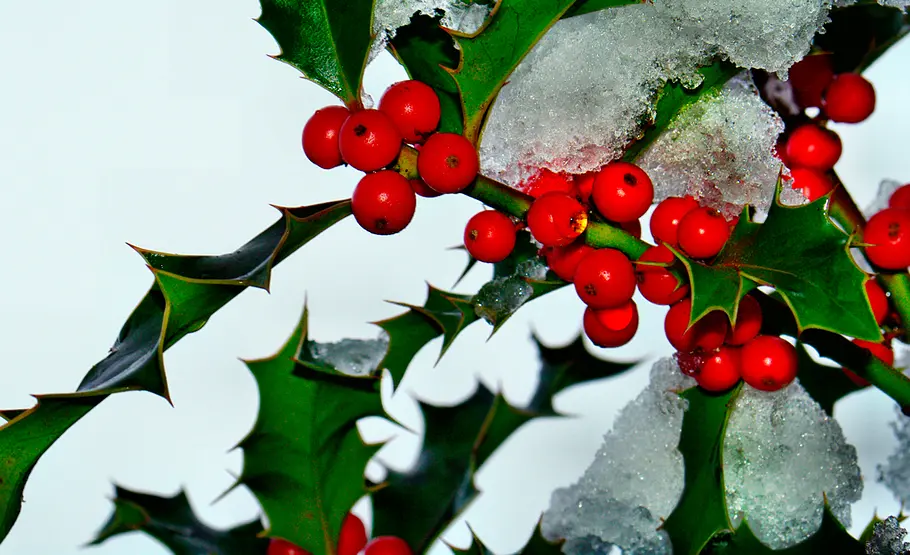 Beeren der Stechpalme giftige Beeren