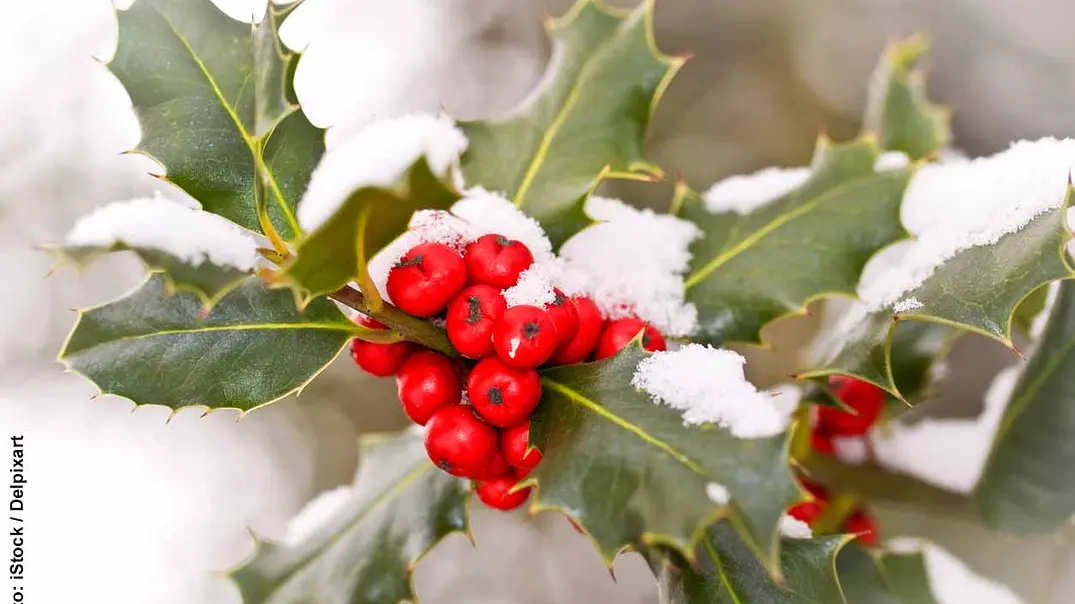 Stechpalme im Schnee - Foto: iStock / Delpixart