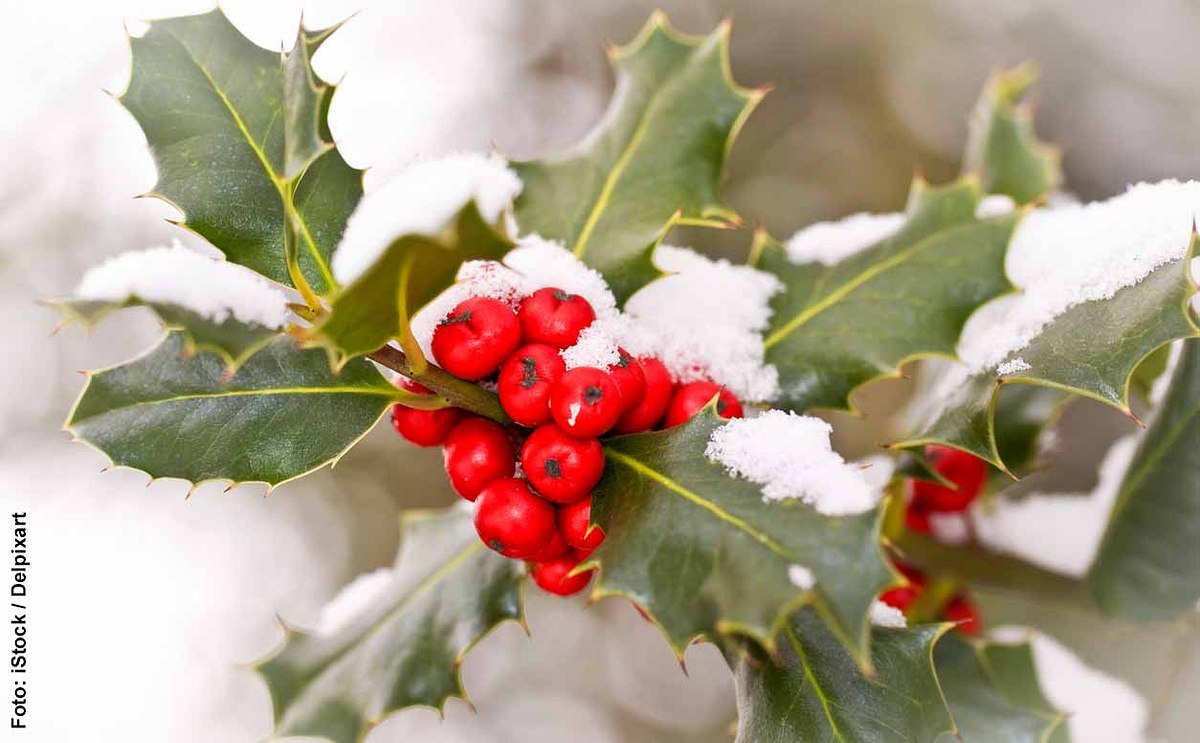 Stechpalme im Schnee