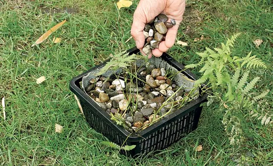 Folienteich anlegen: Schritt 13 von 16 Teich bepflanzen