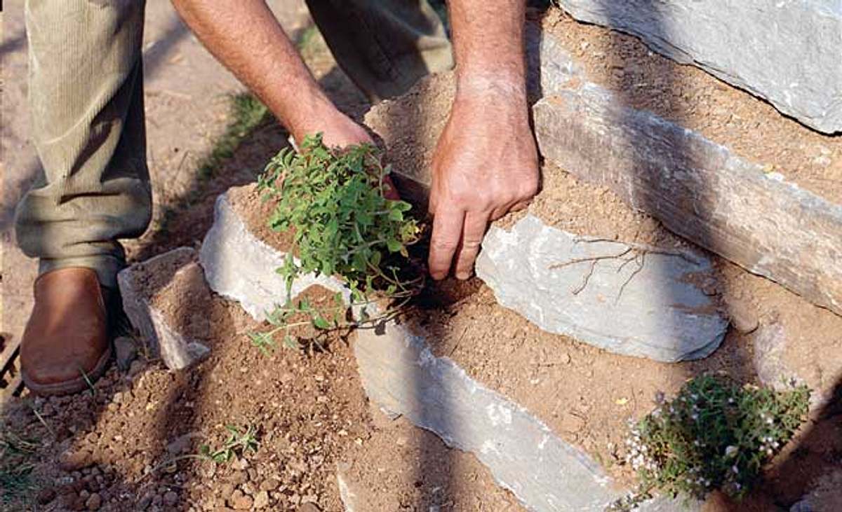 Trockensteinmauer bepflanzen