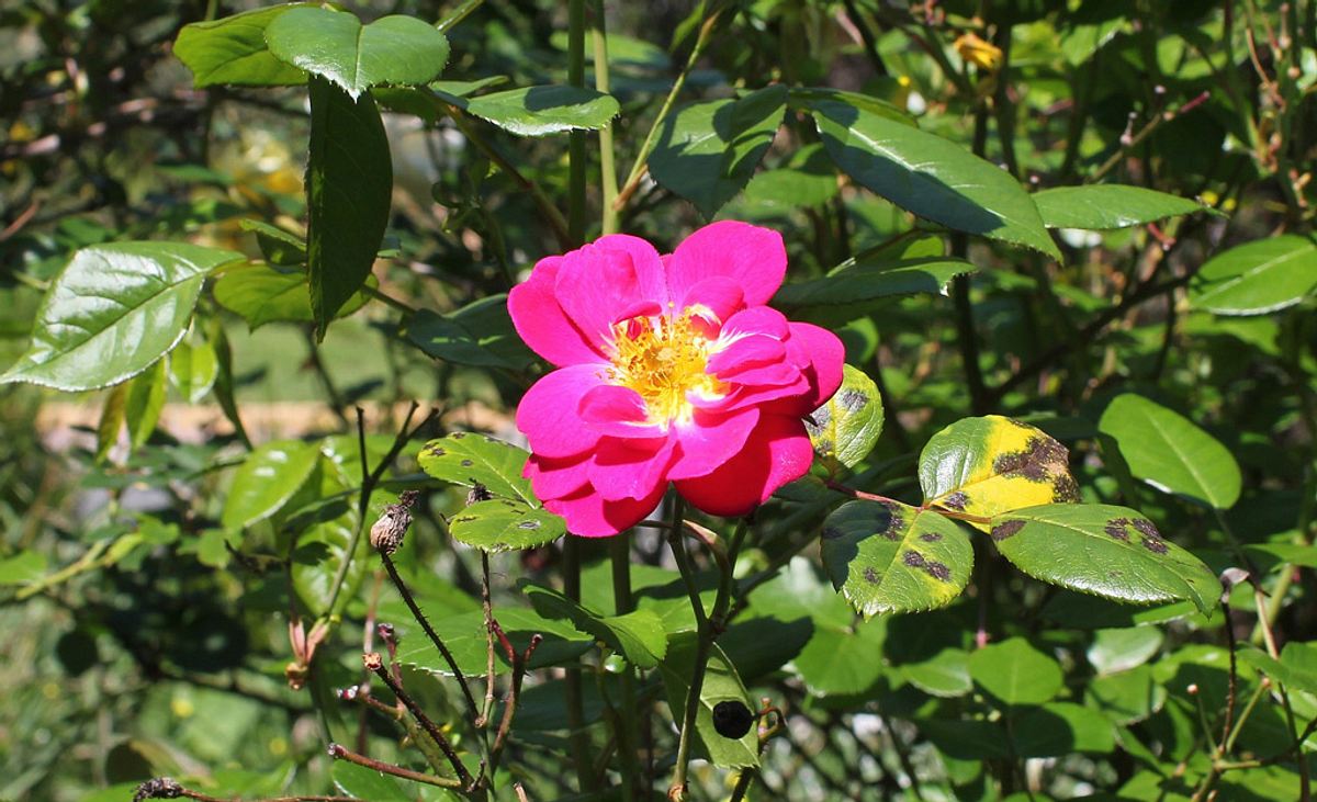 Sternrußtau auf Rosenblättern