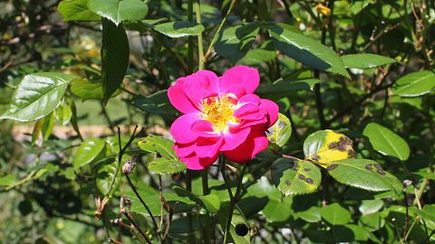 Sternrußtau auf Rosenblättern - Foto: PublicDomainPictures / Pixabay