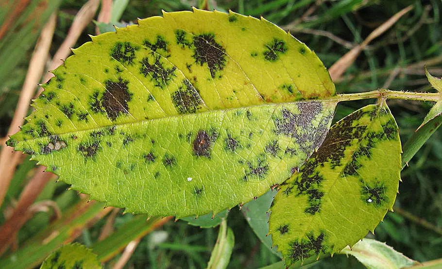Sternrußtau auf Blatt