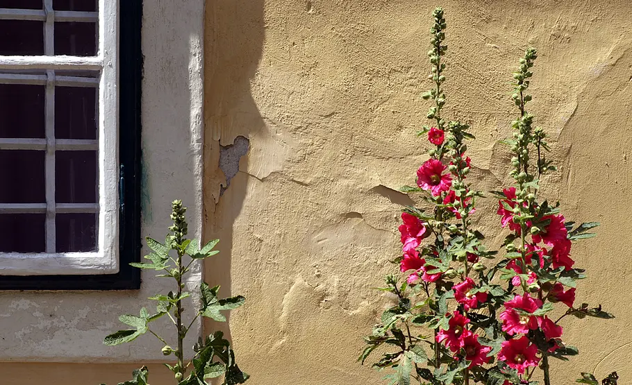 Urlaubs-Souvenir: Stockrosen (Alcea rosea) Blumen aus dem Urlaub