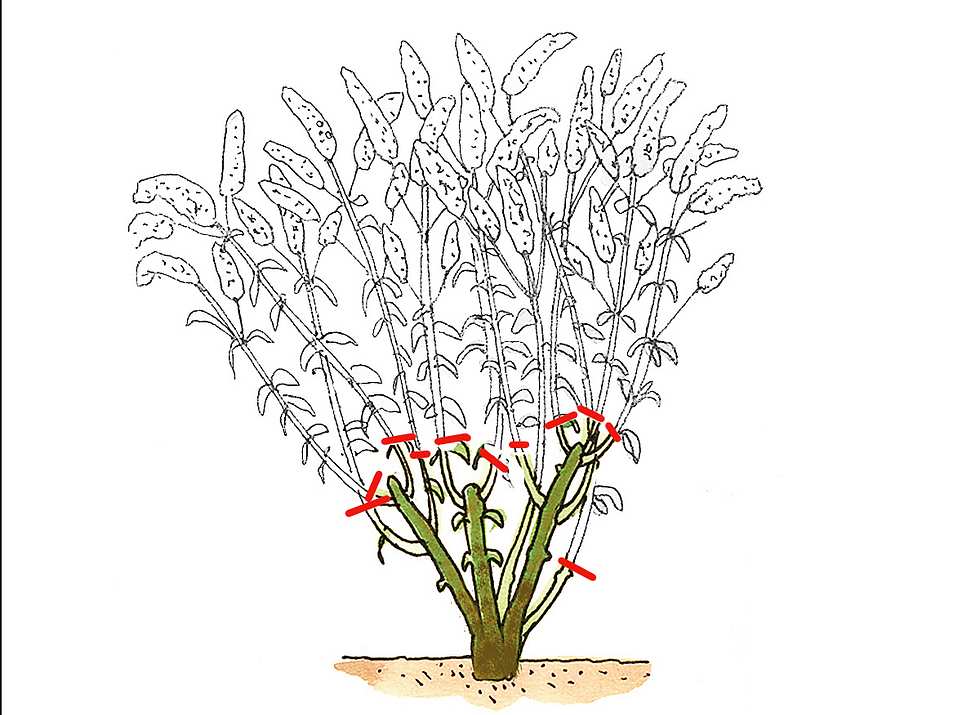 Strauchschnitt: Sommerblüher schneiden