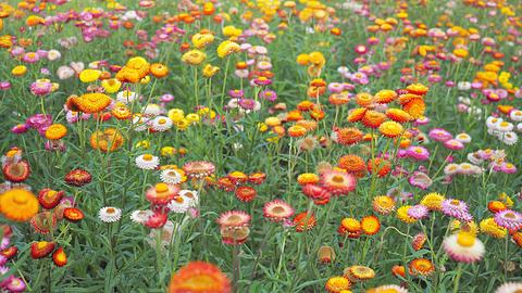 Leuchtend bunte Strohblumen auf einer Wiese - Foto: iStock / pkanchana