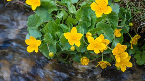 So schön blühen Sumpfdotterblumen an Bachläufen. - Foto: iStock / 4FR