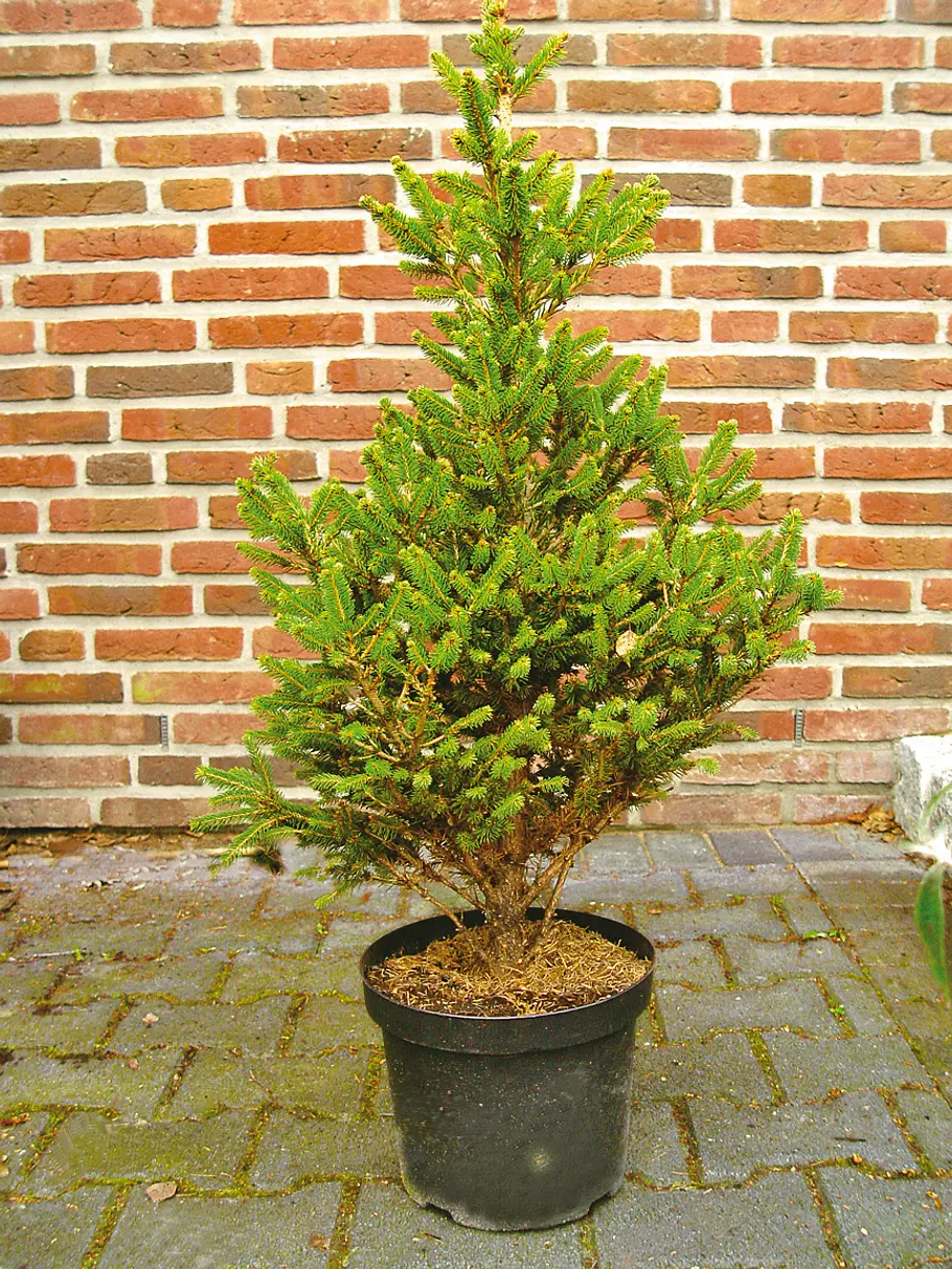 Tannenbaum mit Ballen steht im Topf vor einer Hauswand