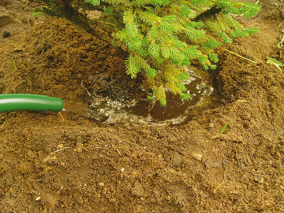 Aus einer grünen Gießkanne fließt Wasser in den Erdring und wässert den eingepflanzten Tannenbaum