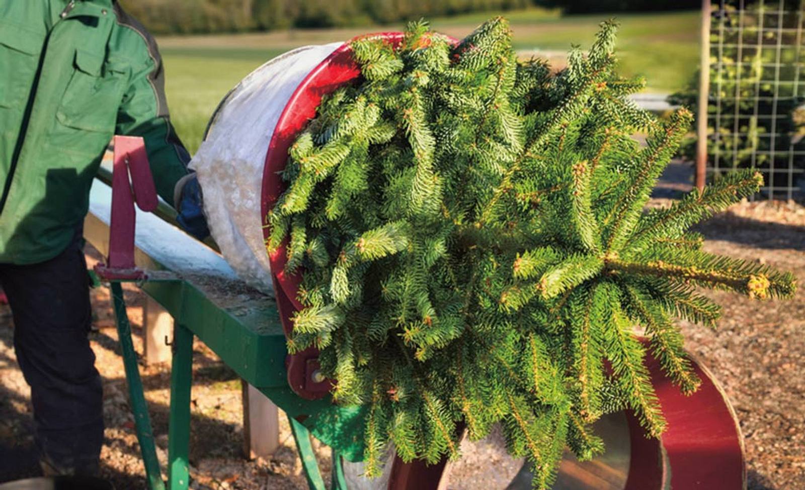 Zecken im Tannenbaum selbst.de