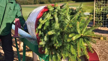 Tannenbaum Transport