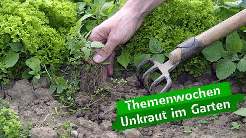 Unkraut im Garten - Foto: imago images / blickwinkel