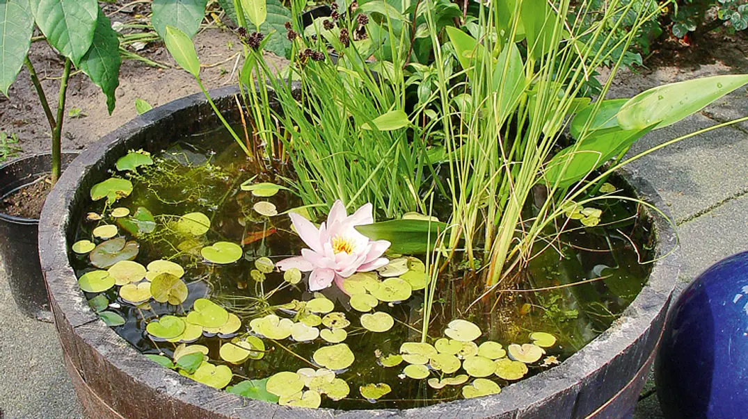 Teich im Fass Teich im Fass