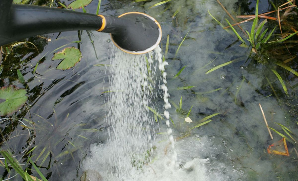 Teichschlamm entfernen, Pflanzenreste am Teichgrund beseitigen