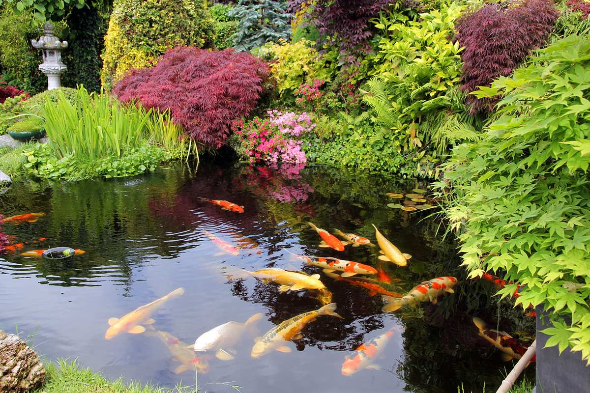 Große bunte Fische in einem Gartenteich mit üppiger roter und grüner Bepflanzung am Teichrand