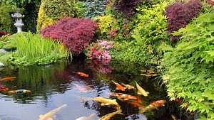 Große bunte Fische in einem Gartenteich mit üppiger roter und grüner Bepflanzung am Teichrand - Foto: iStock/BasieB