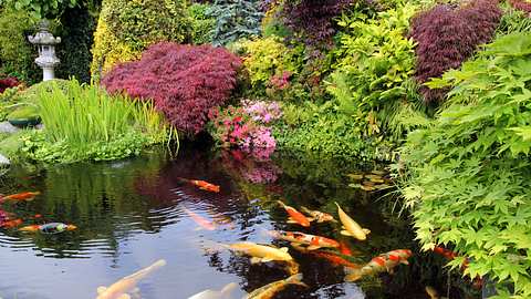 Große bunte Fische in einem Gartenteich mit üppiger roter und grüner Bepflanzung am Teichrand - Foto: iStock/BasieB