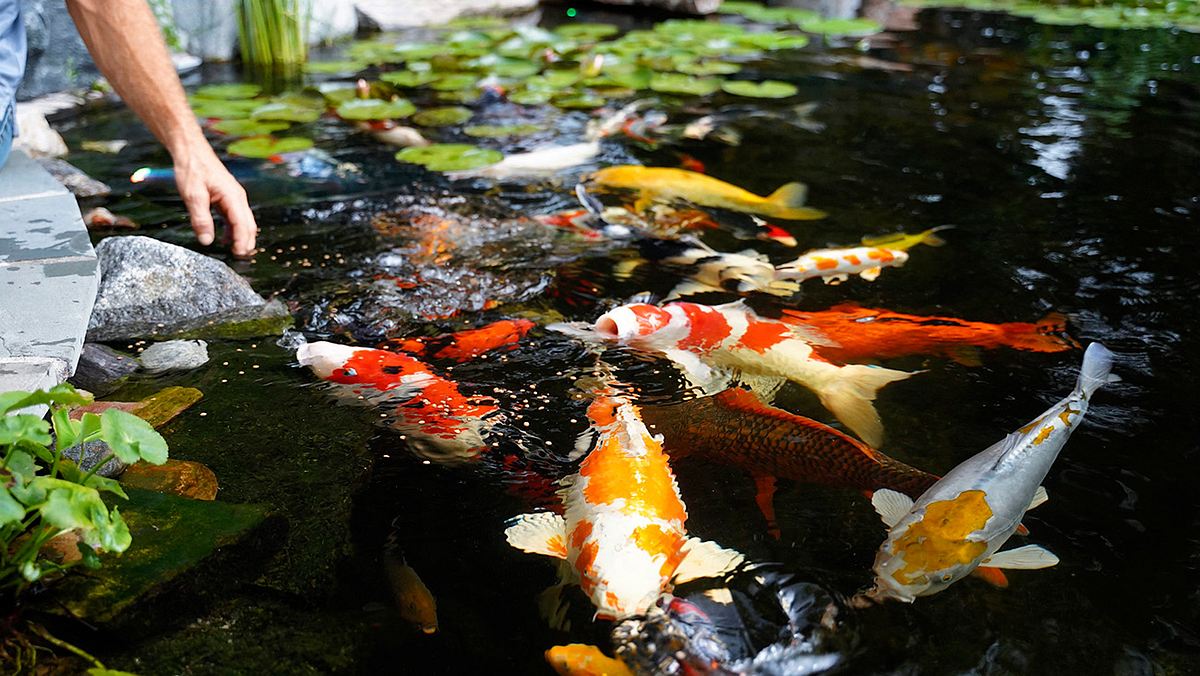 Zahlreiche große rot-weiße Fische in einem Gartenteich. Seerosen im Hintergrund.