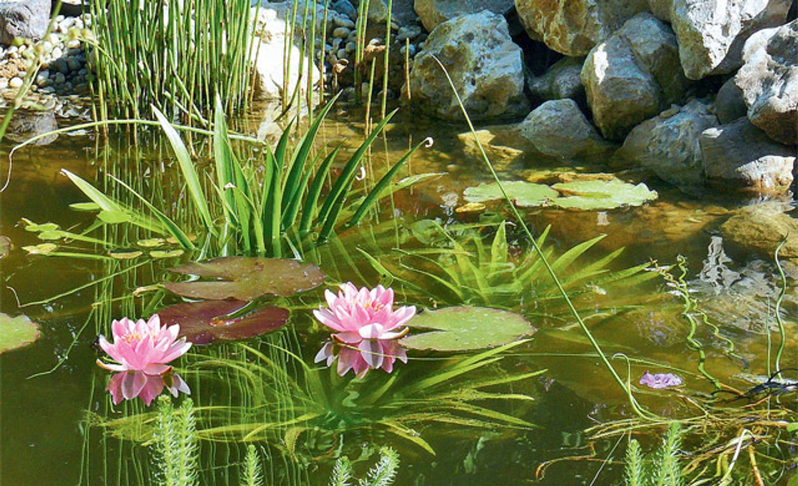 Teich bepflanzen selbst.de