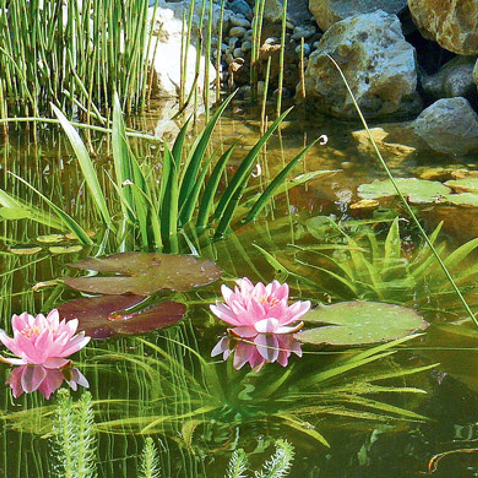Teich bepflanzen | Selbst