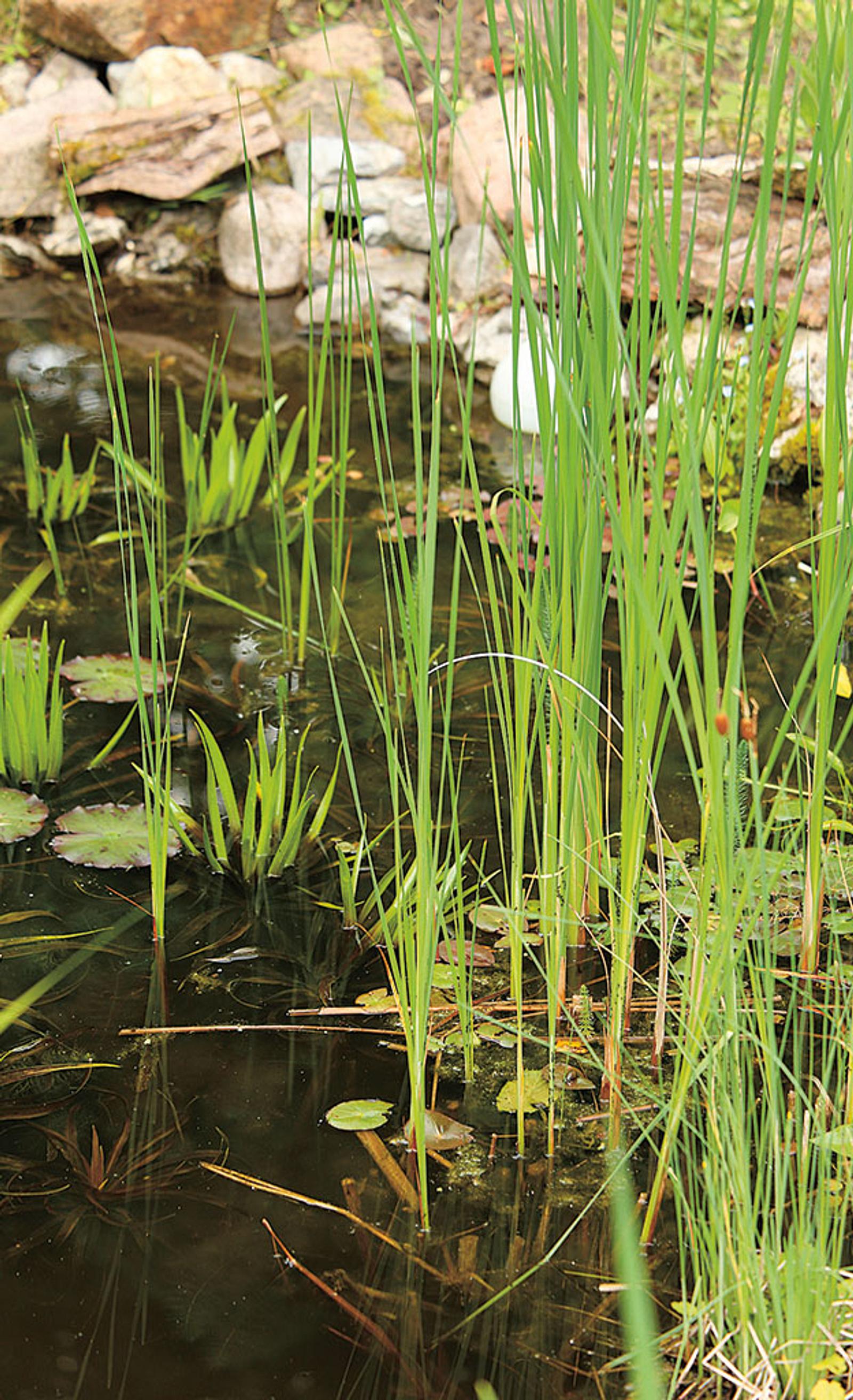 Teich Schilf entfernen selbst.de