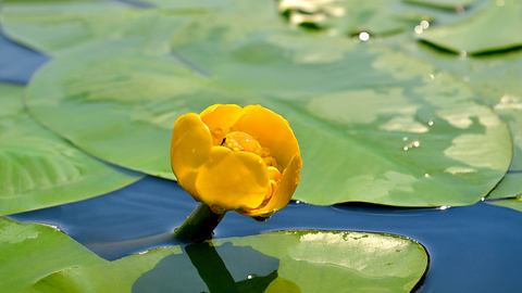 Teichrose - Foto: iStock / Alexandrum79