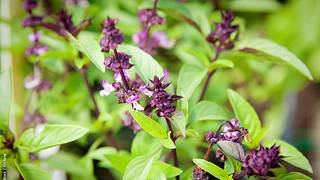 Thai-Basilikum hat violette Blüten. - Foto: iStock / YinYang