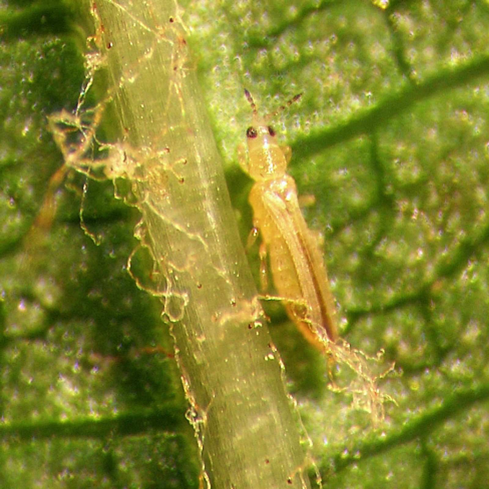 glückskastanie größe Pachira aquatica main image 0