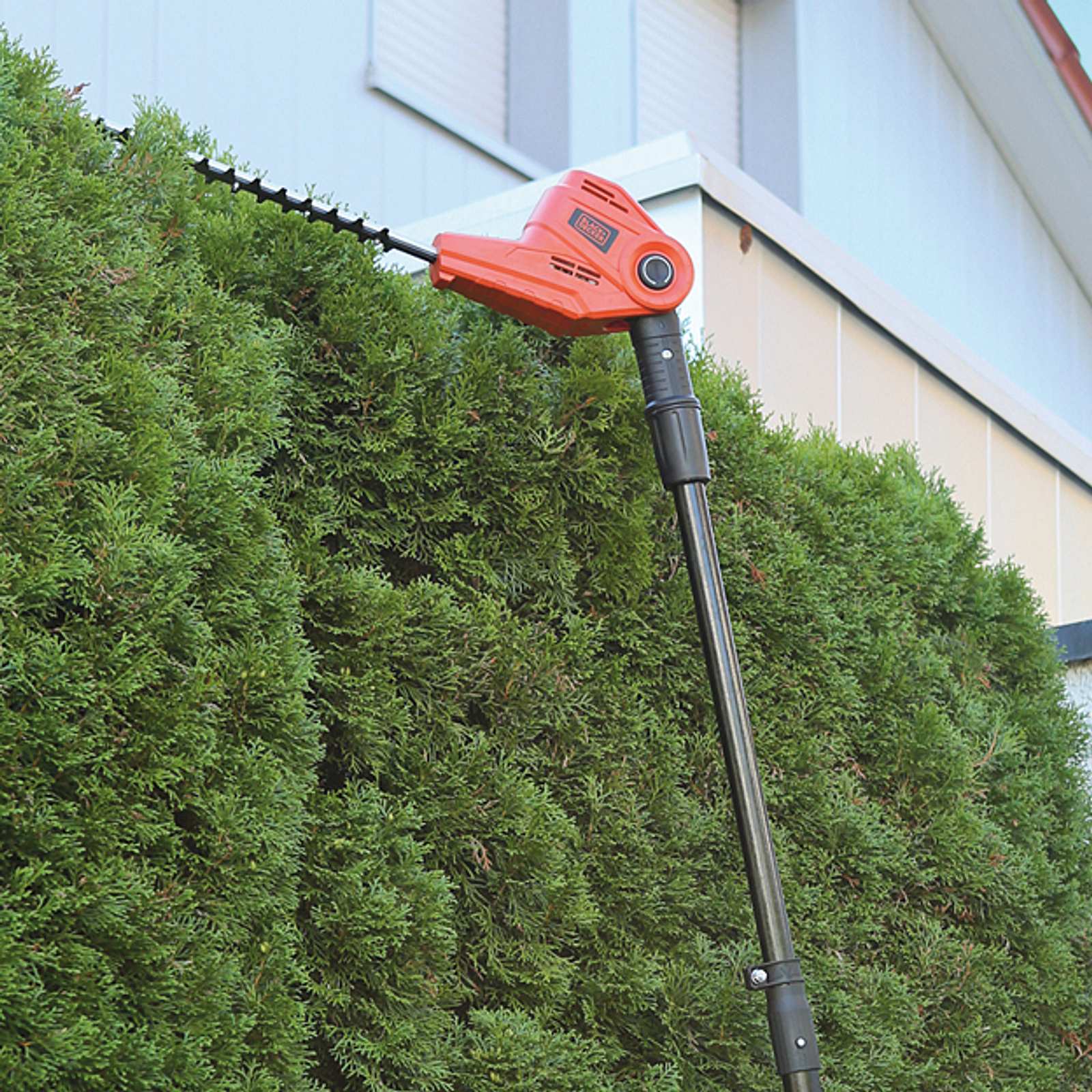 Thuja schneiden | Selbst