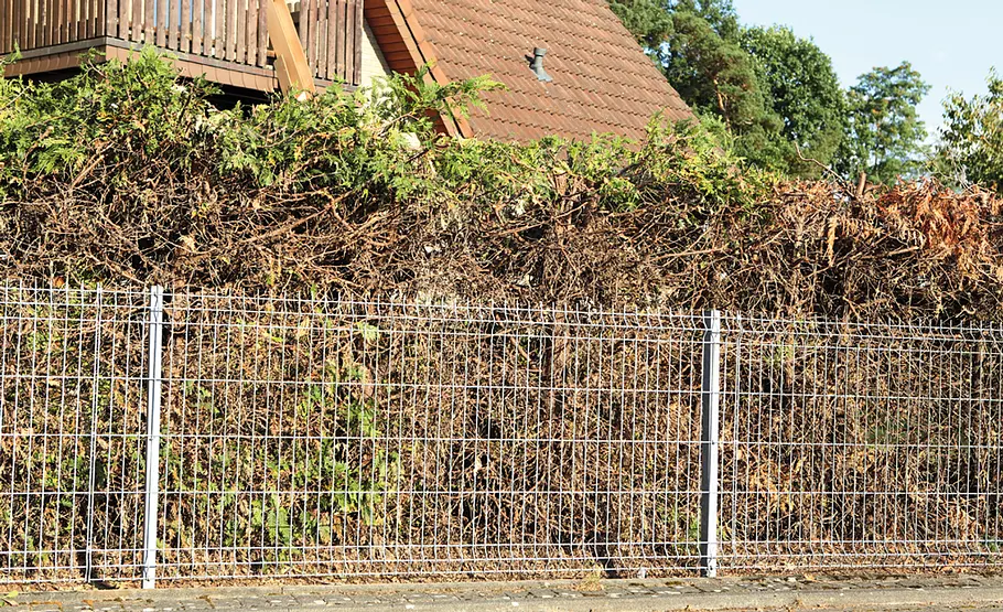 Thuja schneiden