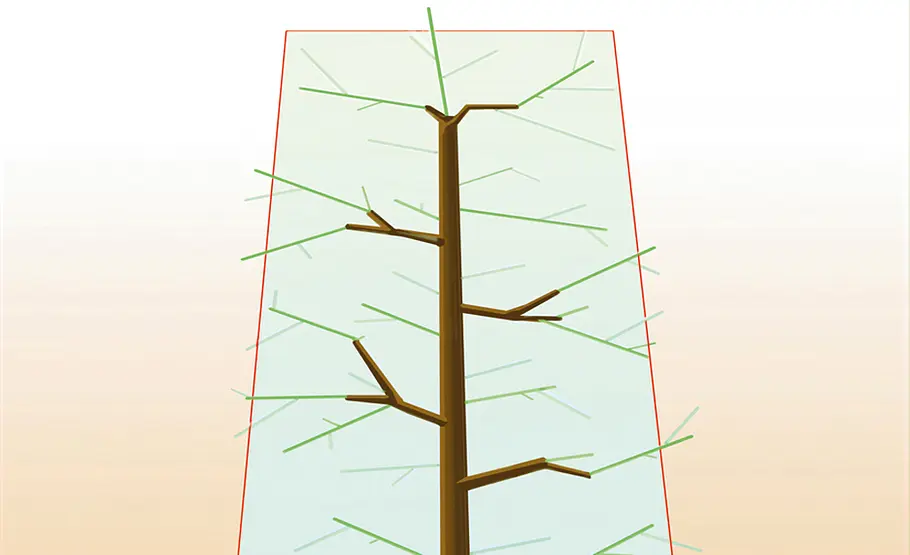 Thuja schneiden