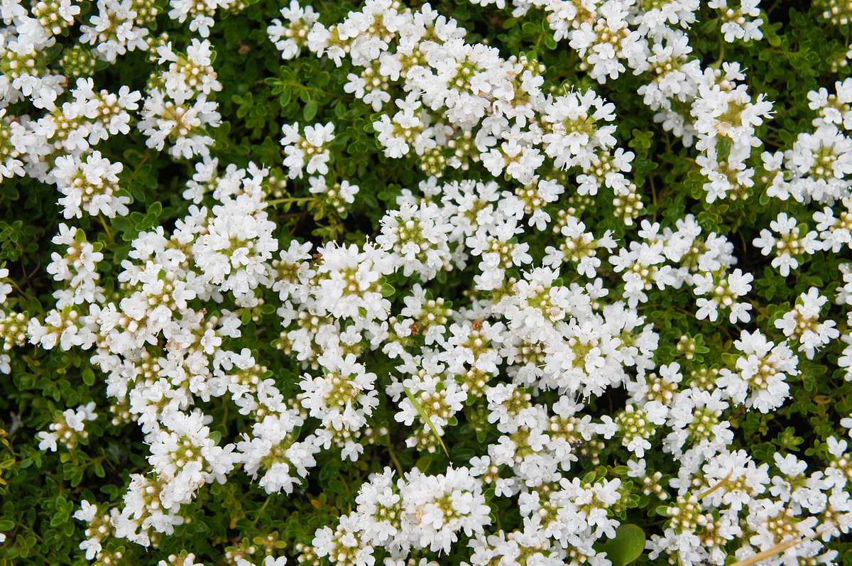 Aufnahme von oben auf zahlreiche, winzige weiße Blüten und grüne kleine Blätter des Thymus praecox albiflorus