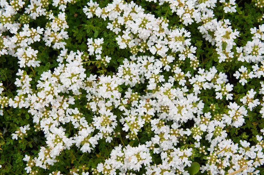 Thymus praecox albiflorus Aufnahme von oben auf zahlreiche, winzige weiße Blüten und grüne kleine Blätter des Thymus praecox albiflorus